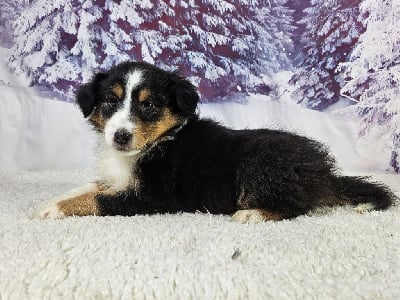 Les chiots de Shetland Sheepdog