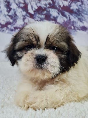 VITO - Shih Tzu