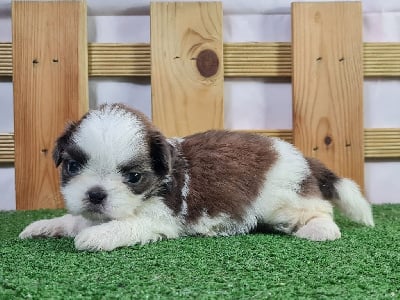 Les chiots de Shih Tzu