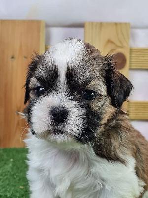 Valéo - Shih Tzu