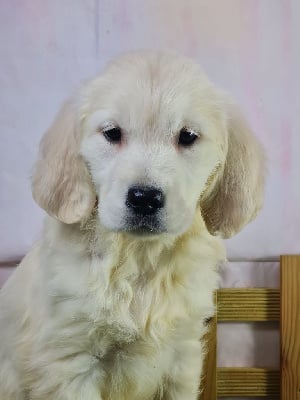 Les chiots de Golden Retriever