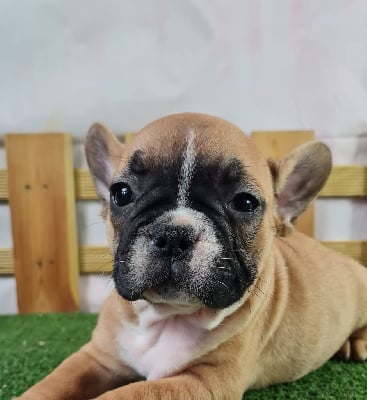 Les chiots de Bouledogue français