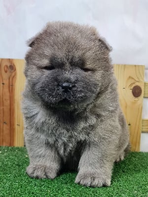 Les chiots de Chow Chow