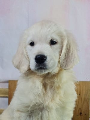 Les chiots de Golden Retriever