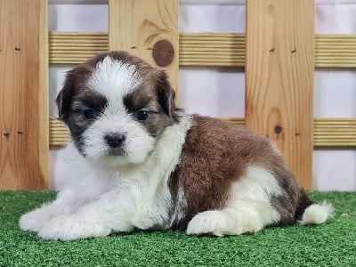 Les chiots de Shih Tzu