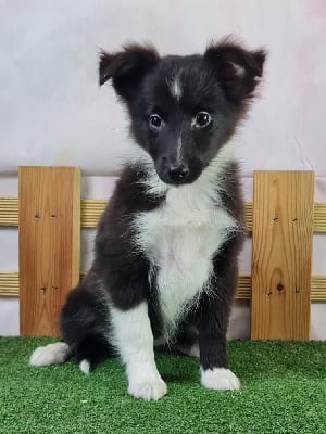 Les chiots de Shetland Sheepdog