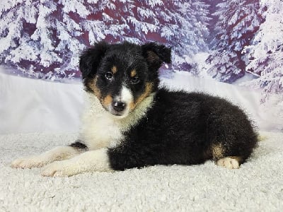 Les chiots de Shetland Sheepdog