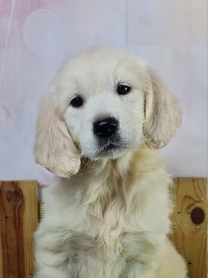 Les chiots de Golden Retriever