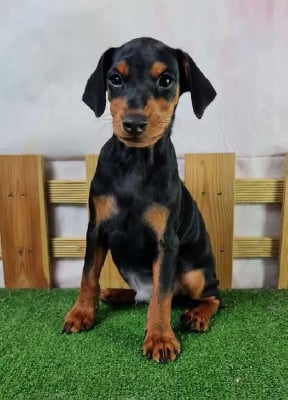 Les chiots de Pinscher nain