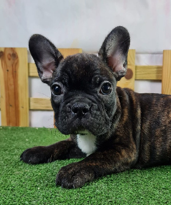 Les chiots de Bouledogue français