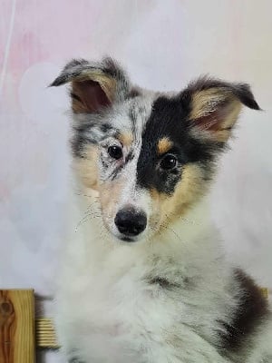 Les chiots de Shetland Sheepdog