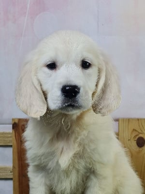 Les chiots de Golden Retriever