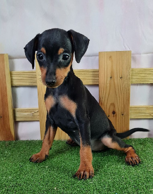 Les chiots de Pinscher nain