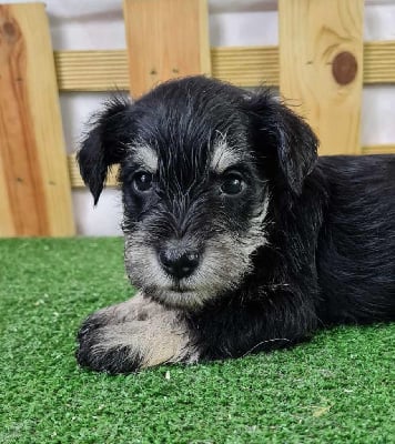 Les chiots de Schnauzer miniature