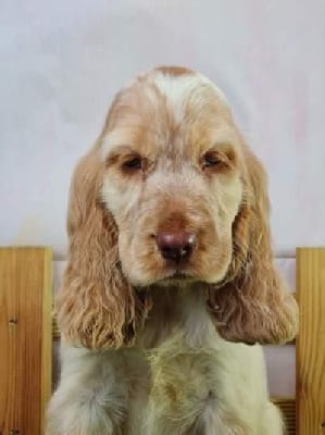 Les chiots de Cocker Spaniel Anglais