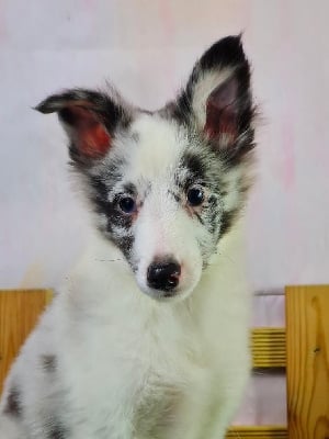 Les chiots de Shetland Sheepdog