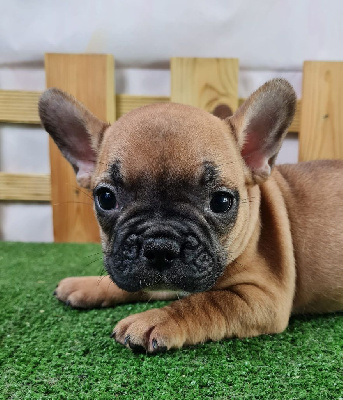 Les chiots de Bouledogue français