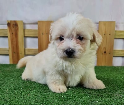 CHIOT 3 - Coton de Tulear