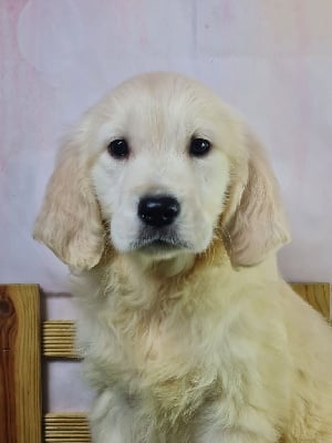 Les chiots de Golden Retriever