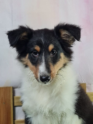 Les chiots de Shetland Sheepdog