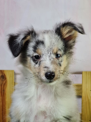 Les chiots de Shetland Sheepdog