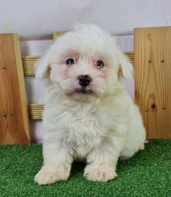 Les chiots de Coton de Tulear