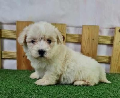 Les chiots de Coton de Tulear