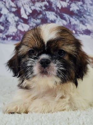 VIOLETTE - Shih Tzu