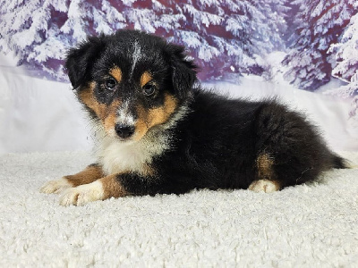 Les chiots de Shetland Sheepdog