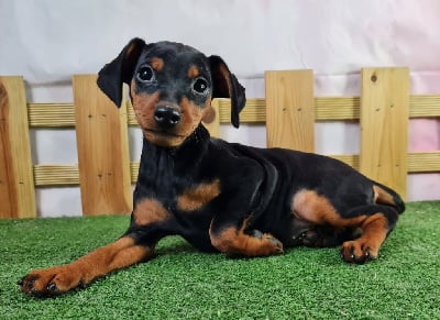 Les chiots de Pinscher nain