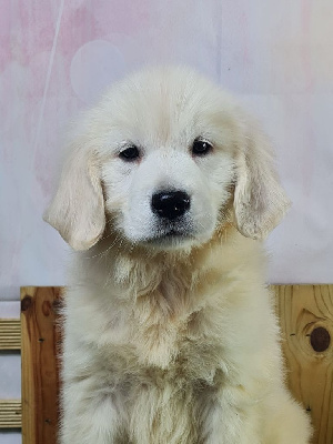 Les chiots de Golden Retriever