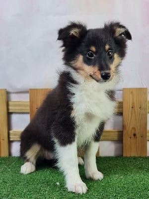 Les chiots de Shetland Sheepdog