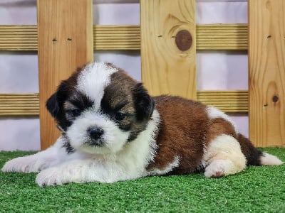 Les chiots de Shih Tzu