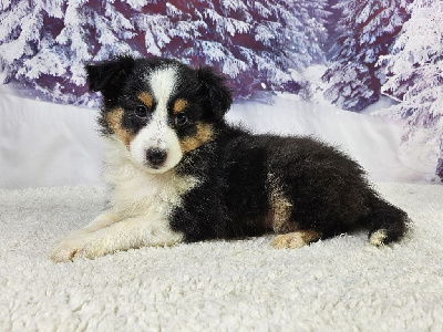 Les chiots de Shetland Sheepdog