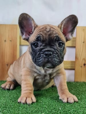 Les chiots de Bouledogue français