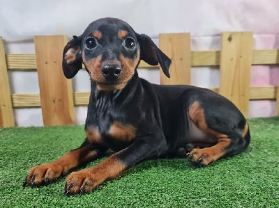 Les chiots de Pinscher nain