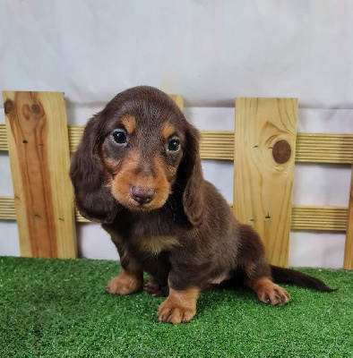 Les chiots de Teckel poil long