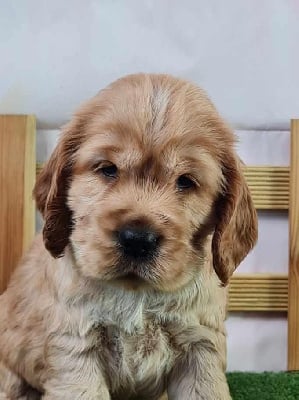 Les chiots de Cocker Spaniel Anglais