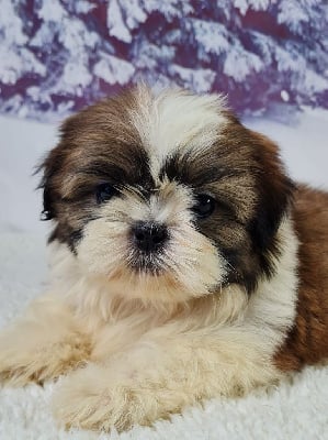 Les chiots de Shih Tzu