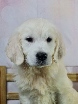 Les chiots de Golden Retriever