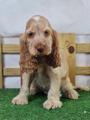 Les chiots de Cocker Spaniel Anglais