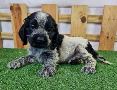 Les chiots de Cocker Spaniel Anglais