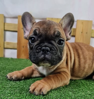 Les chiots de Bouledogue français