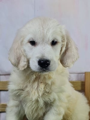 Les chiots de Golden Retriever