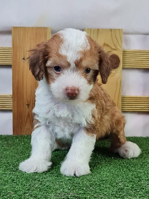 Les chiots de Chien chinois à crête