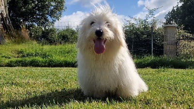 Les chiots de Coton de Tulear