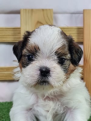 Les chiots de Shih Tzu