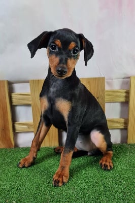 Les chiots de Pinscher nain