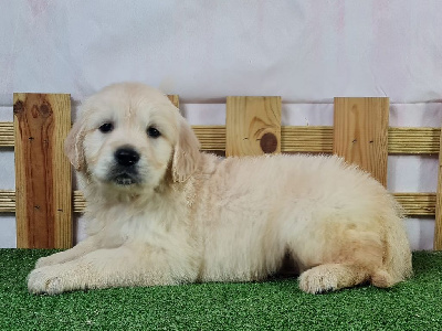 Les chiots de Golden Retriever