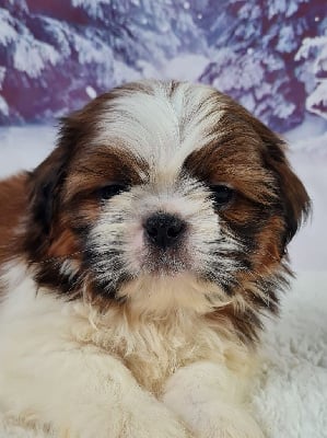 VERA - Shih Tzu